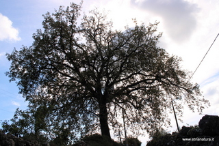 Quercia santa Lucia